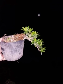 Bên mình nuôi trồng bonsai cỡ này mà bán có một hai trăm ngàn