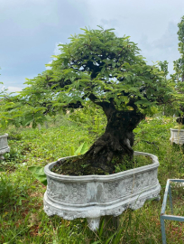 Me siêu phẩm