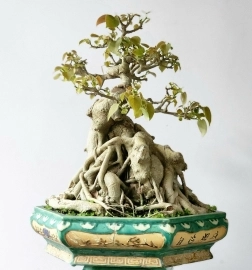 Bonsai Bồ đề lá nhỏ đọt đỏ lá nhỏ cây cổ già đẹp