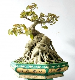 Bonsai Bồ đề lá nhỏ đọt đỏ lá nhỏ cây cổ già đẹp