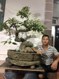 Sung bonsai siêu quả