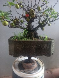 Sung bonsai mini gl