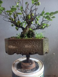 Sung bonsai mini gl