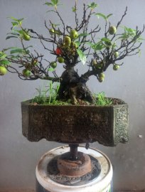 Sung bonsai mini gl