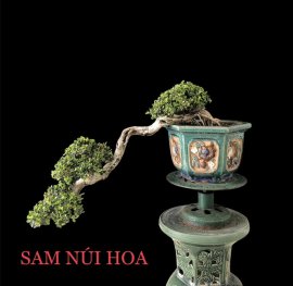 Sam núi hoa