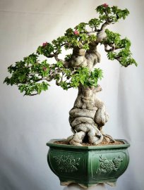 Hoa giấy mỹ rất già tay cành gút mịn dáng quái