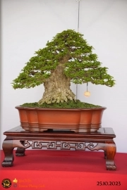 Một số tác phẩn bonsai đang trưng bài tại dĩ an bình dương (P1)