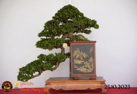 Một số tác phẩn bonsai đang trưng bài tại dĩ an bình dương (P1)