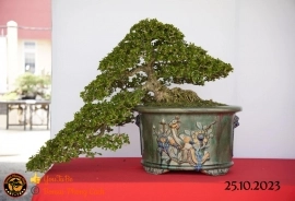 Một số tác phẩn bonsai đang trưng bài tại dĩ an bình dương (P1)