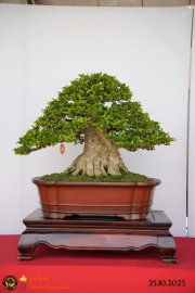 Một số tác phẩn bonsai đang trưng bài tại dĩ an bình dương (P1)