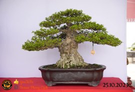 Một số tác phẩn bonsai đang trưng bài tại dĩ an bình dương (P1)