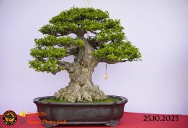 Một số tác phẩn bonsai đang trưng bài tại dĩ an bình dương (P1)