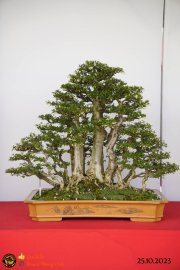 Một số tác phẩn bonsai đang trưng bài tại dĩ an bình dương (P1)