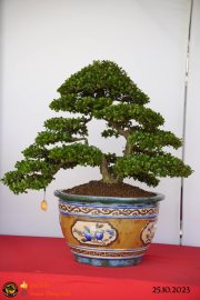 Một số tác phẩn bonsai đang trưng bài tại dĩ an bình dương (P1)