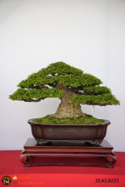 Một số tác phẩn bonsai đang trưng bài tại dĩ an bình dương (P1)