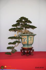 Một số tác phẩn bonsai đang trưng bài tại dĩ an bình dương (P1)