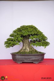 Một số tác phẩn bonsai đang trưng bài tại dĩ an bình dương (P1)