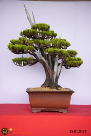 Một số tác phẩn bonsai đang trưng bài tại dĩ an bình dương (P1)