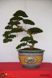 Một số tác phẩn bonsai đang trưng bài tại dĩ an bình dương (P1)