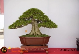 Một số tác phẩn bonsai đang trưng bài tại dĩ an bình dương (P1)