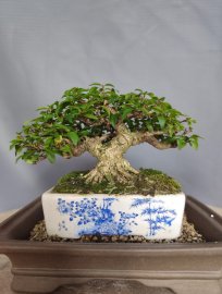 Vietnamese water jasmine mini tree