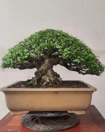 Vietnamese water jasmine bonsai artwork