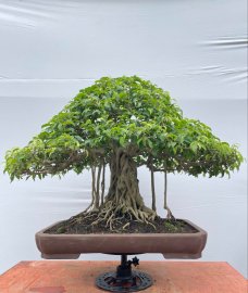 Ficus benjamina artwork