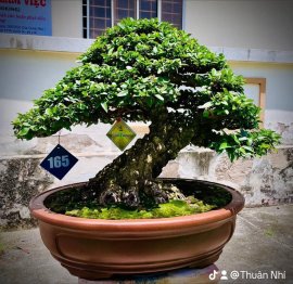 Vietnamese water jasmine artwork