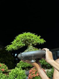 Vietnamese water jasmine bonsai artwork