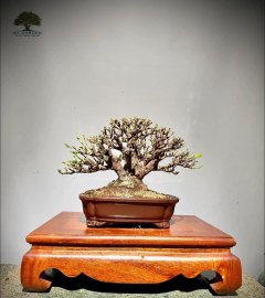 Yellow ixora bonsai tree