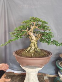 Vietnamese water jasmine trees