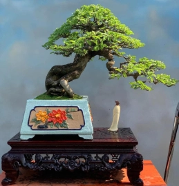 Tamarind bonsai tree