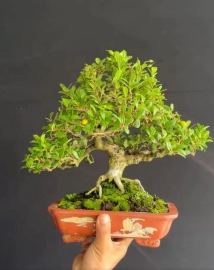 Scopolia nana mini tree