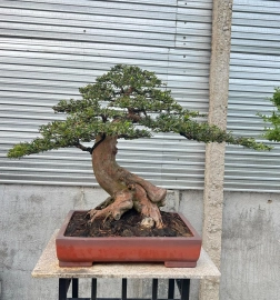 Budist pine tree