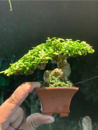 Vietnamese water jasmine mini tree