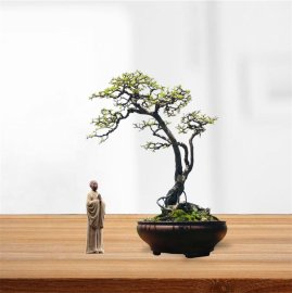 Willow tree bonsai artwork