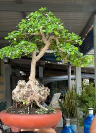 Ehretia Microphylla tree