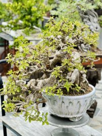 Bougainvillea bonsai artwork