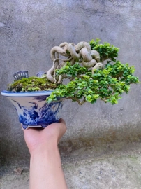 Premna mini tree