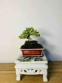 Premna mini tree