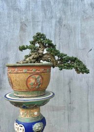 Antidesma acidum bonsai tree