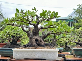 Scopolia nana bonsai tree