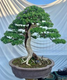 Vietnamese blue bell bonsai tree