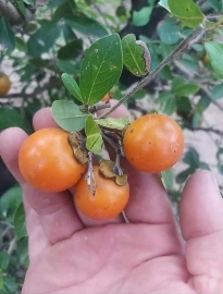 Diospyros maritima forest