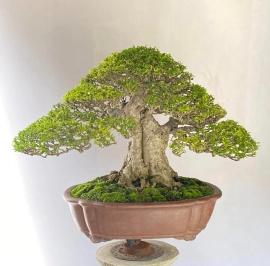 Vietnamese water jasmine bonsai artwork