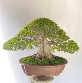 Vietnamese water jasmine bonsai artwork