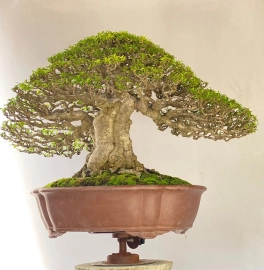 Vietnamese water jasmine bonsai artwork