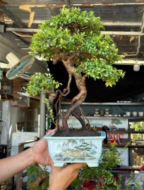 Scopolia nana bonsai tree