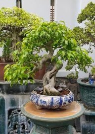 Ficus benjamina bonsai