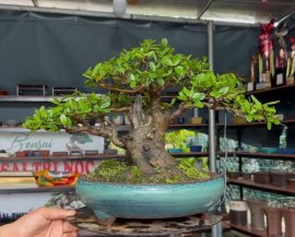 Scopolia nana bonsai tree